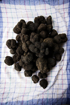 Summer truffles displayed on checkered cloth