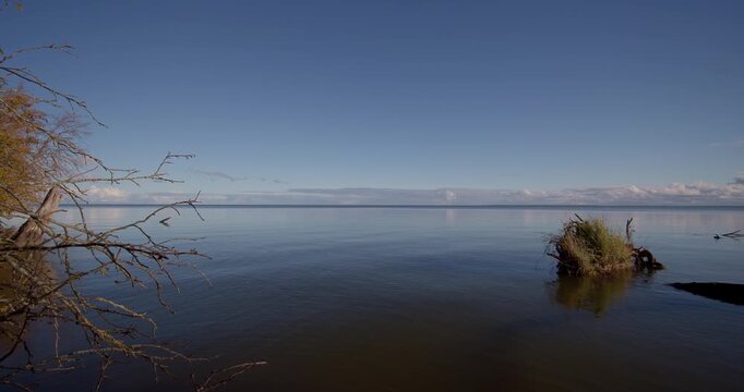 Panoramic shot of fallen tree roots on the shore of the Curonian Lagoon in the evening during autumn