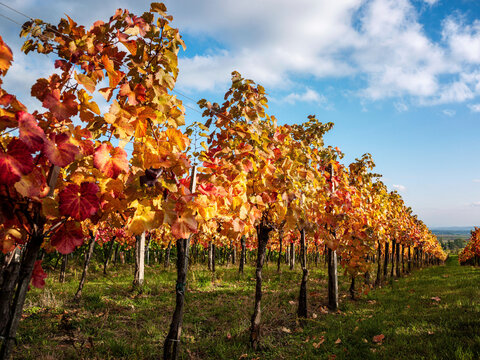 Autumnal grapevines with autumn leaves in vineyard under blue sky