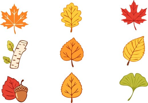 Is image mein colorful autumn/fall leaves (maple, oak, ginkgo, birch) aur acorn ki illustrations hain.