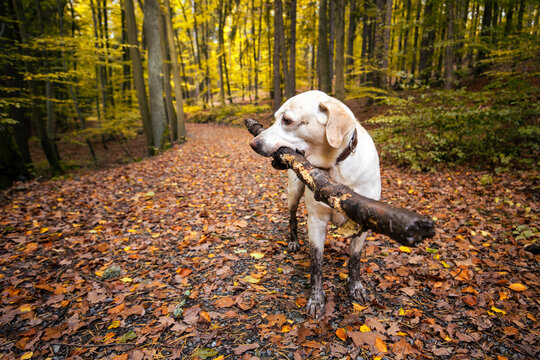 Happy muddy labrador retriever dog carrying large wooden stick in mouth during active walk in autumn forest woods. Concept of pet vitality, active canine lifestyle, and autumn hiking adventure.