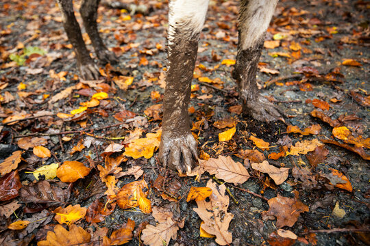 Close-up of muddy labrador retriever dog paws standing on dirt path covered with colorful fallen autumn leaves. Concept of pet vitality, active canine lifestyle, and autumn hiking adventure.