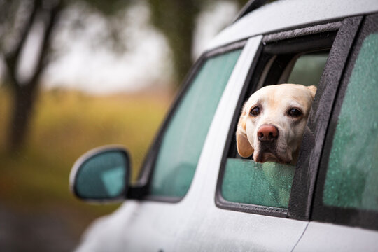 Labrador retriever dog looking out of open car window during autumn road trip drive. Pet animal travel, canine companion vitality and fall foliage roadtrip concept.