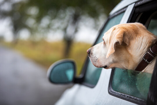 Labrador retriever dog looking out of open car window during autumn road trip drive. Pet animal travel, canine companion vitality and fall foliage roadtrip concept.