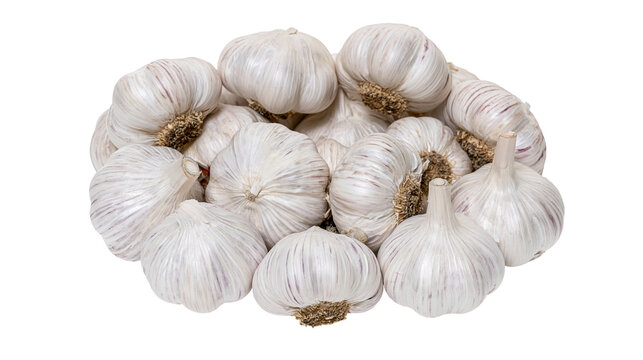 Fresh whole garlic bulbs piled together