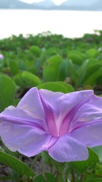 Pink morning glory petals with the sea softly visible behind