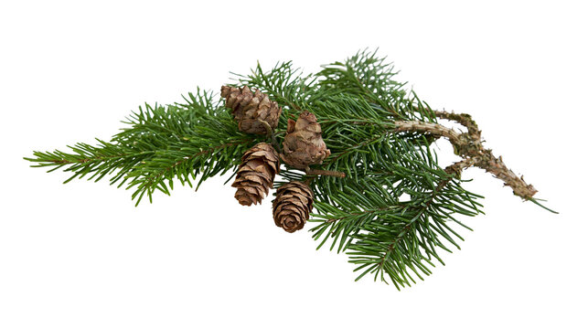 Evergreen spruce branch with four small brown pine cones