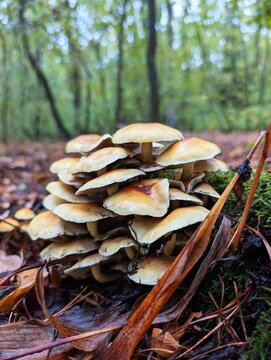 Sulphur Tuft Fungi in Autumn Prague Forest