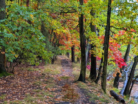 Vibrant Autumn Forest Path Czechia Lakeside