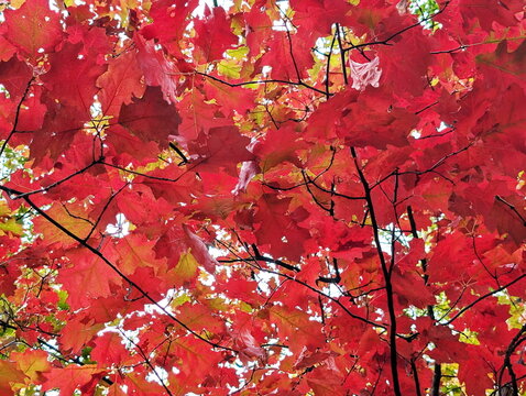 Vibrant Crimson Oak Leaves Autumn Canopy