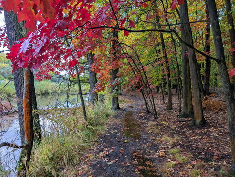 Vibrant Autumn Forest Path Beside Water