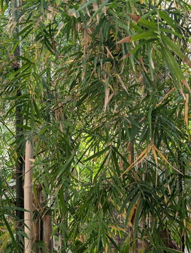 Vibrant Bamboo Foliage Closeup with Sunlight