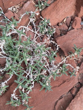 Resilient Green Plant Texture on Reddish Rock