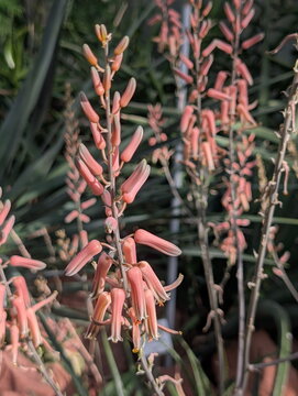 Delicate Peach Aloe Blooms Natural Light Macro