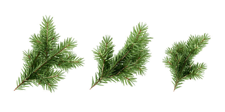 Green christmas fir tree branches set isolated on transparent background