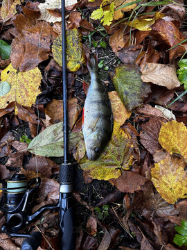 A freshly caught European perch lying on colorful fallen autumn leaves beside a fishing rod in a forest. Seasonal freshwater fishing, outdoor recreation, and nature in autumn.