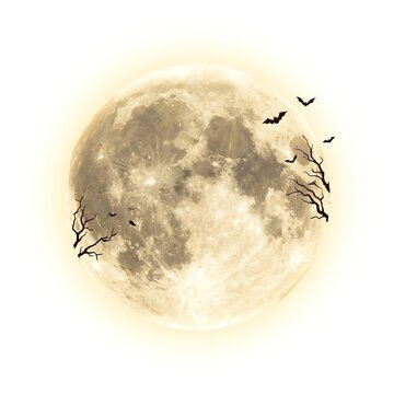 Spooky Full Moon with Bats and Bare Tree Branches