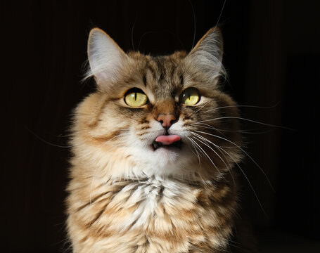 Playful and curious cat portrait. The hungry feline has its tongue out and licking, candid and humorous moment. Expressive cat photo, relatable pet moment