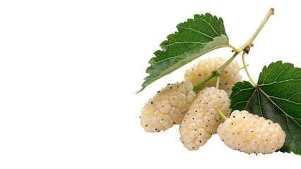 Fresh green and white mulberries branch with organic ripe berries and lush leaves isolated on transparent background. © Jasper