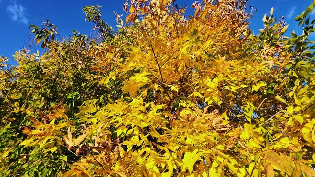 Bright yellow ash tree foliage sways in sunlight against a deep blue sky in autumn.