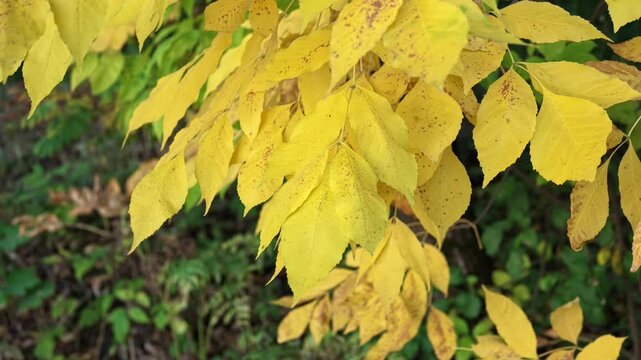 Bright yellow ash leaves with small brown spots hang on a branch above green foliage.