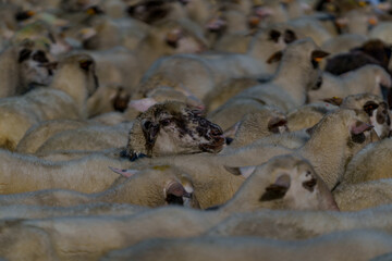 A flock of sheep rests together in a crowded pen © Tomasz