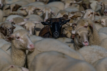 Black sheep among a flock of sheep in a crowded barn © Tomasz