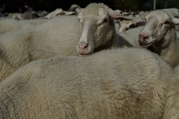 Sheep resting together in a barn at night © Tomasz