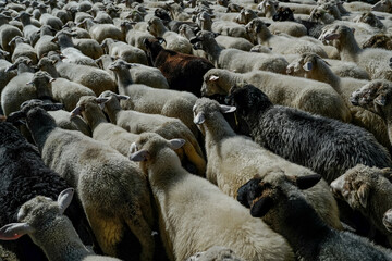 Sheep flock gathered closely in a field during daytime © Tomasz