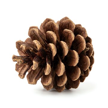 Close-up macro shot of a single brown pine cone isolated on a white background, showcasing its textured scales and natural beauty.