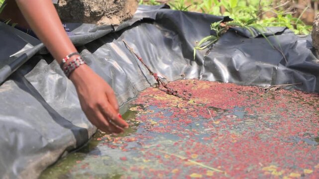 Slow motion hand tending azolla growing in a lined pond