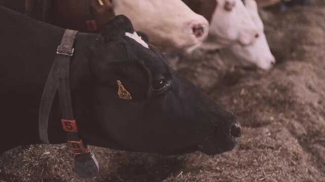 cows ear tags eating hay in barn stall, Herd cattle feeding, animal nutrition, modern dairy indoor farm life, husbandry practices, technology traceability, feeding time, organized management livestock