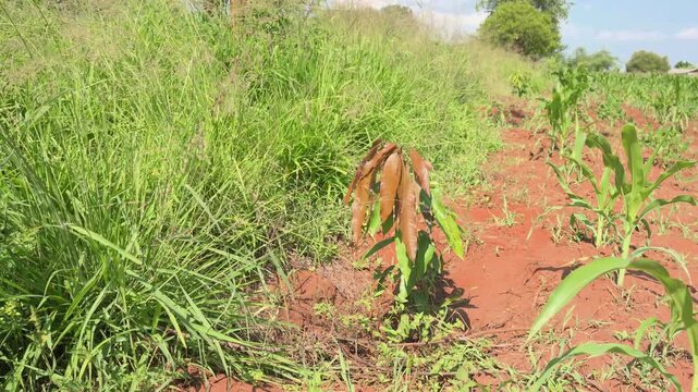 Young cassava plant growing among maize seedlings