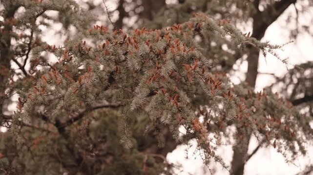 Blue green needles of a cedar tree weighed down with clusters of small reddish brown cones, a pale sky and trunks behind.