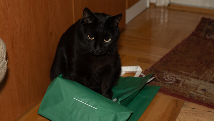 Black cat on a green bag © DaliCeMedia