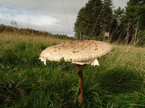 close up of a freckeld dapperling mushroom