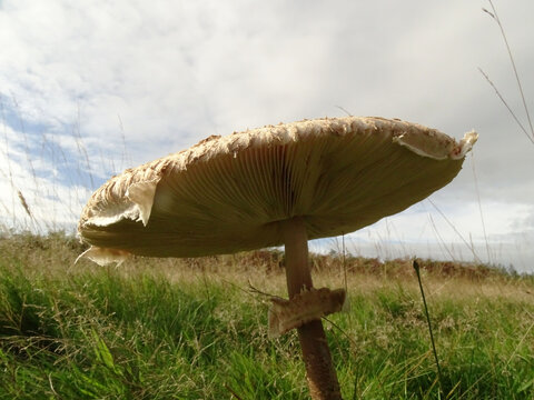 close up of a freckeld dapperling mushroom