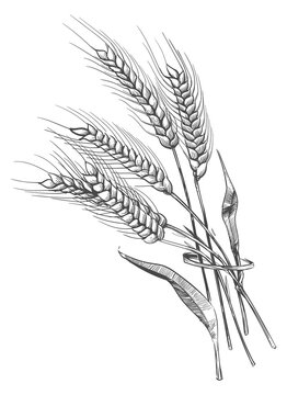 Wheat ears bunch engraving. Crop hand drawing