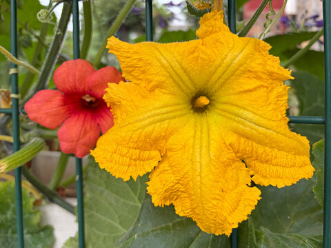 flor de calabaza amarilla y roja IMG_7480-as26