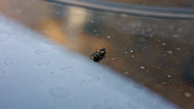Close-up of a ladybug larva crawling on the shiny dark roof of a car with water spots and sky reflections, French Riviera, France.