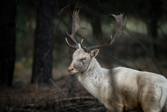 Beautiful white fallow deer (Dama dama) male with large palmate antlers standing in a dark woodland environment. Close wildlife portrait highlighting the unusual pale coat and impressive antlers.
