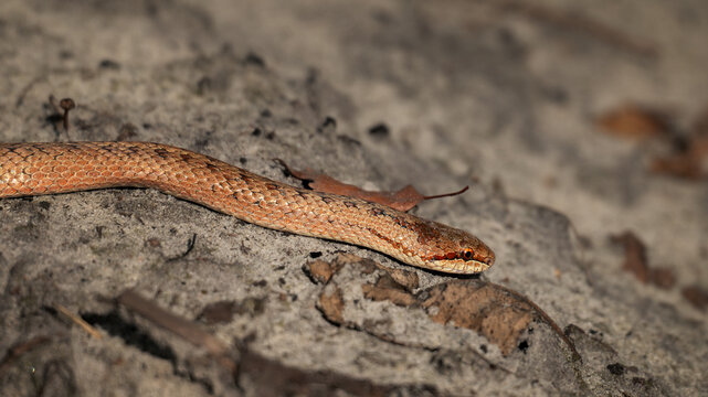 Close-up of a smooth snake (Coronella austriaca) moving across sandy ground covered with dry leaves. Detailed wildlife photograph showing the reptile's head, eyes and textured scales.