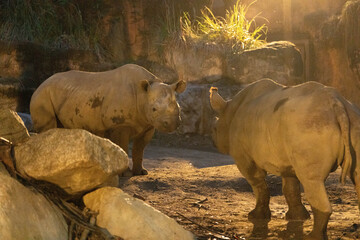 Two White Rhinoceroses Standing Together in Warm Golden Sunlight at a Zoo © kurileon