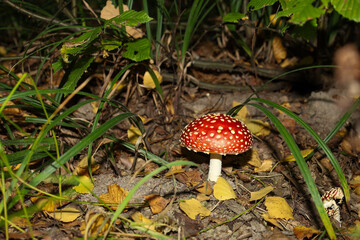 A bright red fly agaric with numerous white spots grows alone among autumn fallen leaves and green grass. Colorful rounded cap and white stem create a striking accent against dark forest soil. Picture © Олег Струс