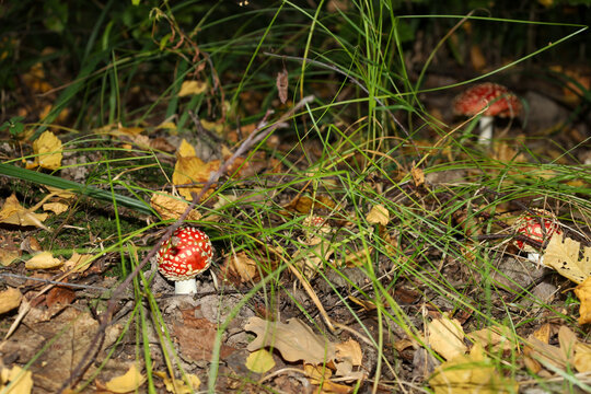 Several bright red fly agarics grow among tall green grass and yellow autumn leaves in a forest. Bright caps with white spots stand out against dark soil and dry forest floor. Picturesque natural land