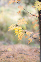 European rowan tree branch with golden yellow leaves close up on soft blurry autumn forest bokeh background © Tanaly