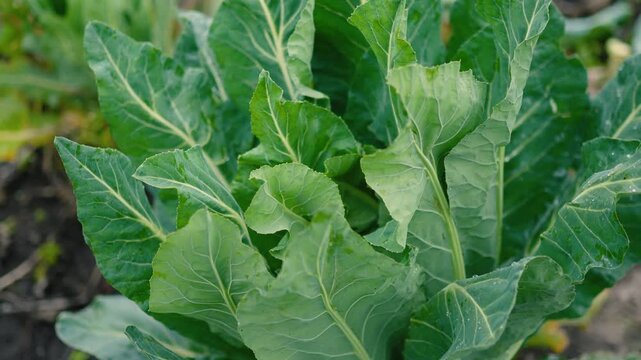 Fresh green cabbage leaves growing in a vegetable garden on a rural farm. Organic leafy vegetables surrounded by nature, representing sustainable agriculture, eco-friendly farming, healthy nutrition