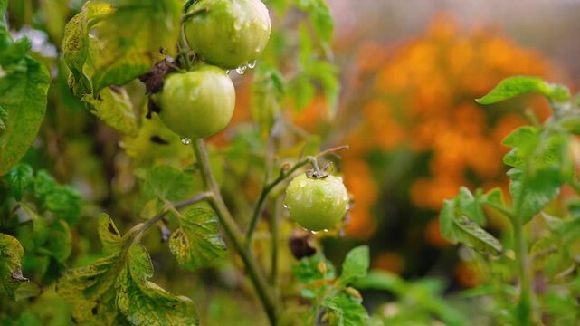 Fresh green unripe tomatoes growing on a farm garden after rain, with water droplets on the fruit and leaves. Organic agriculture, healthy food, natural growth, and sustainable farming.