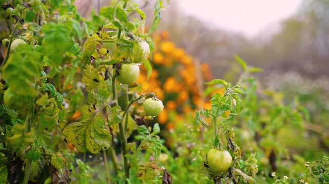 Fresh green unripe tomatoes growing on a farm garden after rain, with water droplets on the fruit and leaves. Organic agriculture, healthy food, natural growth, and sustainable farming.
