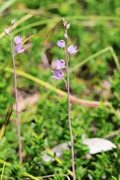 Salmon Sun Orchids (Thelymitra rubra)  in flower 